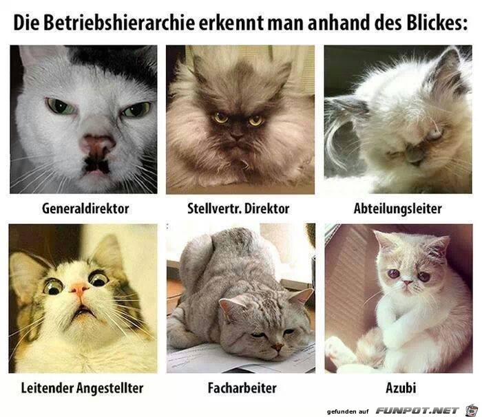 Die Rangfolge auf der Arbeit Die Rangfolge auf der Arbeit