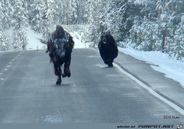 Br vs Bison (16 seltene Fotos) im ...