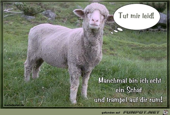 tut mir leid tut mir leid