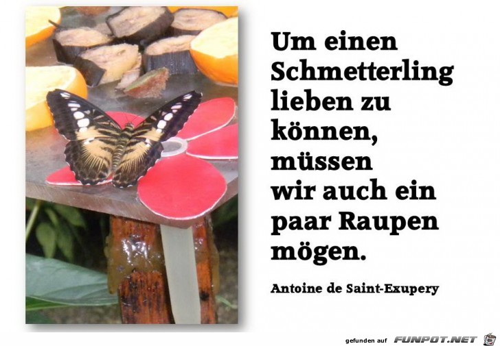 Um einen Schmetterling lieben...