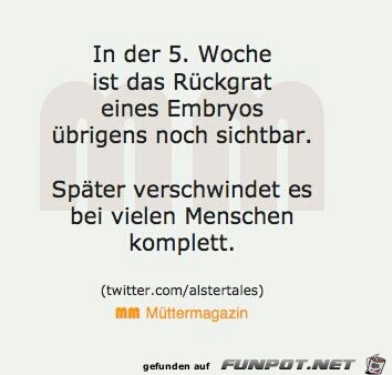 in der 5. Woche ist das Rueckgrat