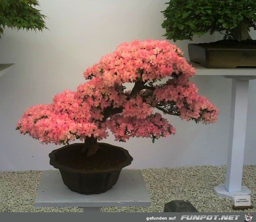 Blhende Bonsai-Bume...