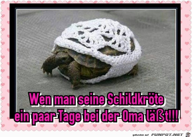 Schildkroete Schildkroete
