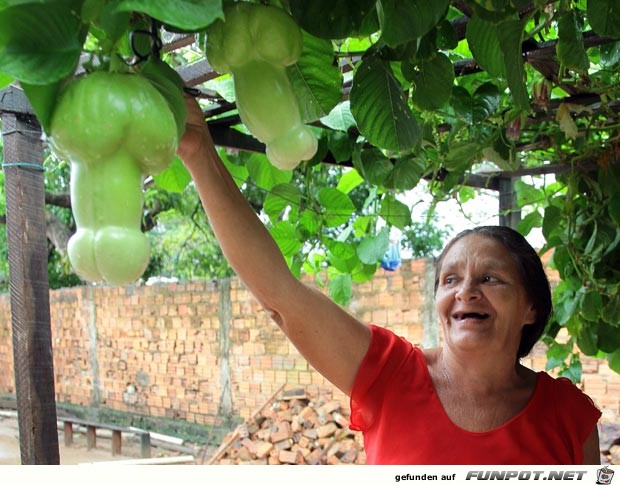 maracuja falica