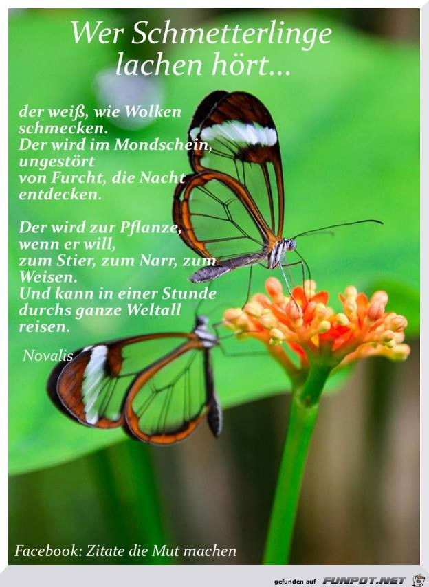 Schmetterlinge Schmetterlinge