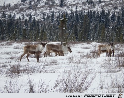 Herd of cariboo and alaska pipeline in April 2013