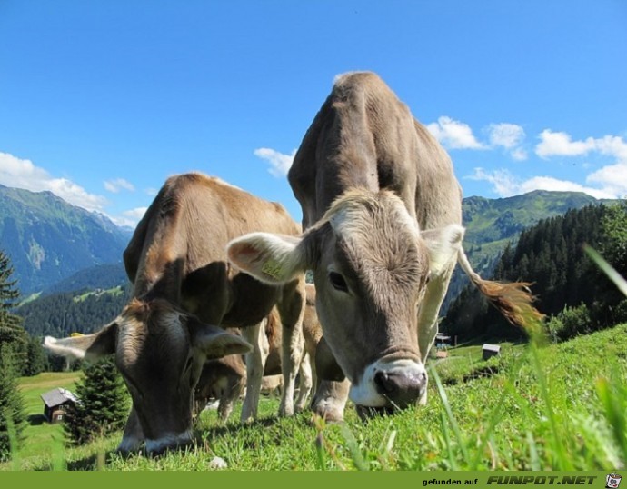 Schoene Tierbilder 2 Schoene Tierbilder 2