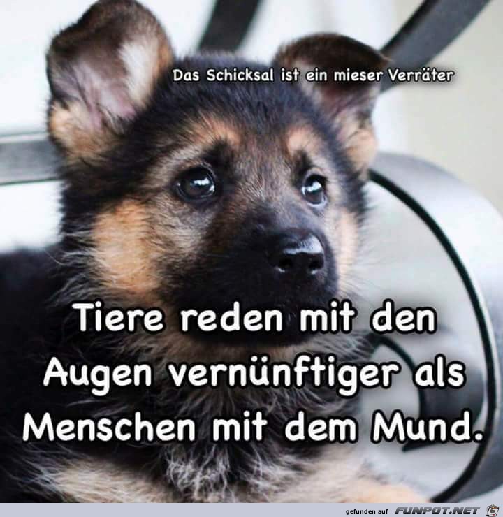 Tiere reden