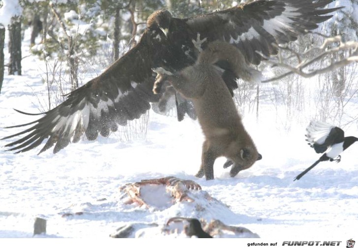 UNBELIEVABLE PICTURES FROM A SITE IN MONTANA TAKEN BY...