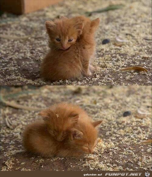 babykatzen babykatzen