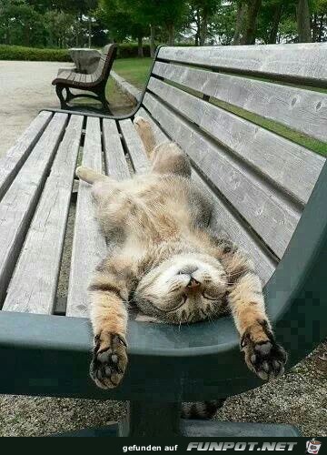 eine Katze auf einer Bank