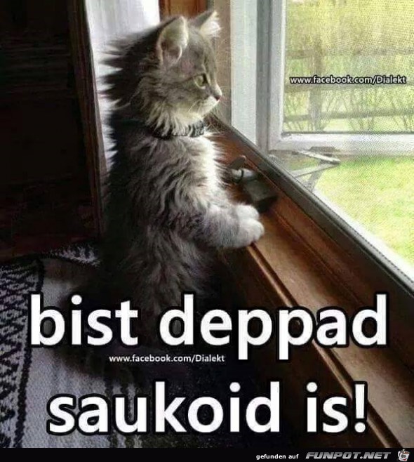 bist du bloed es ist saukalt bist du bloed es ist saukalt