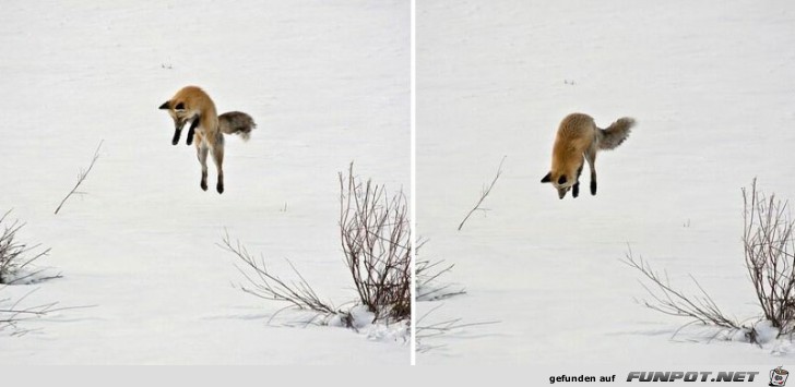 Wunderschoene Fuechse 15 Wunderschoene Fuechse 15