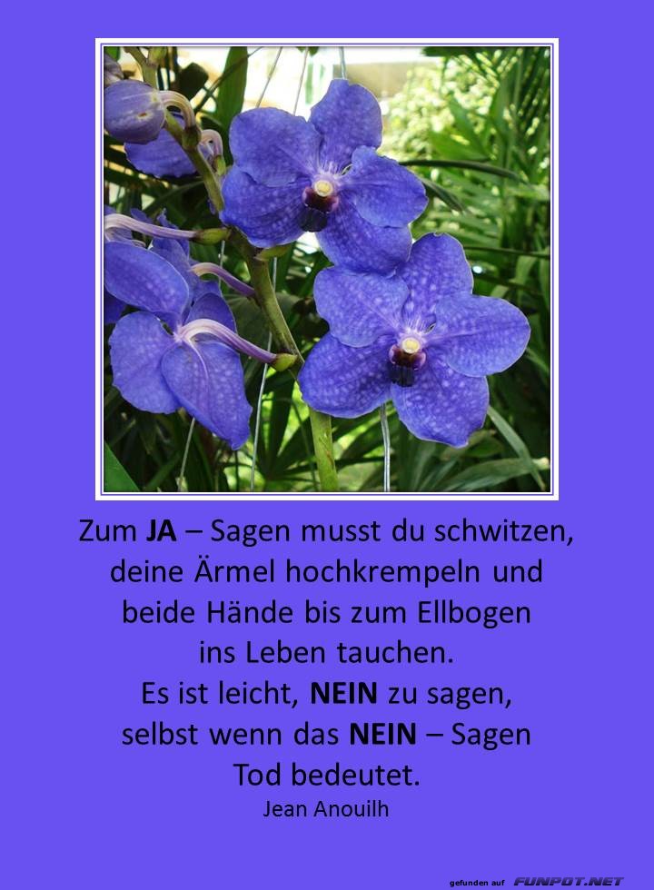 JA - Sagen JA - Sagen