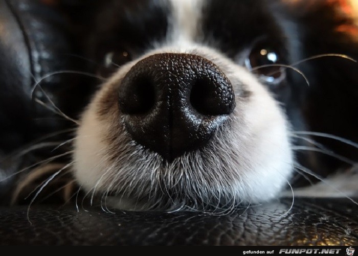 Schoene Tierbilder 13 Schoene Tierbilder 13