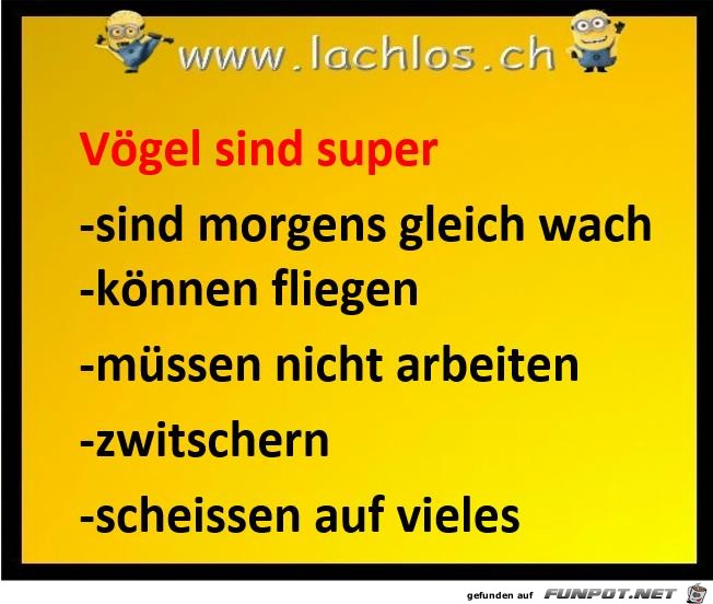 Voegel sind super