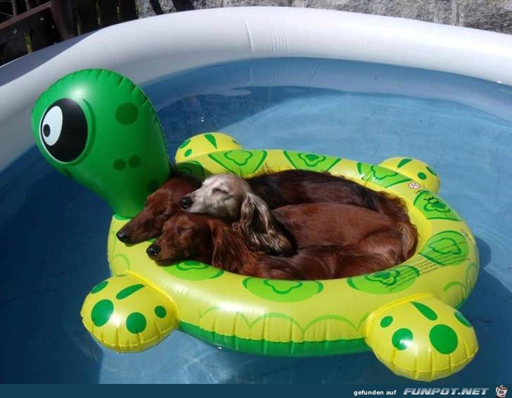 Dogs 1 Dogs 1