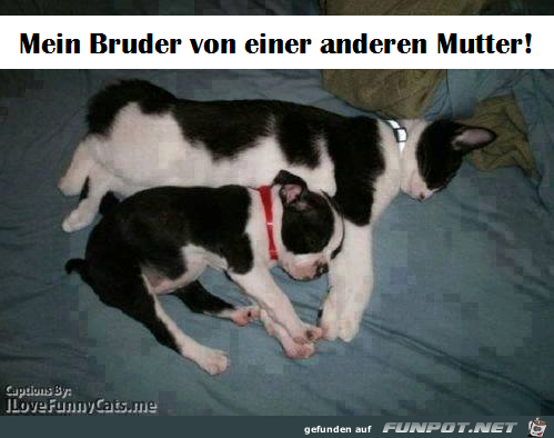 Bruder