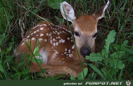 Babyhirsch Babyhirsch
