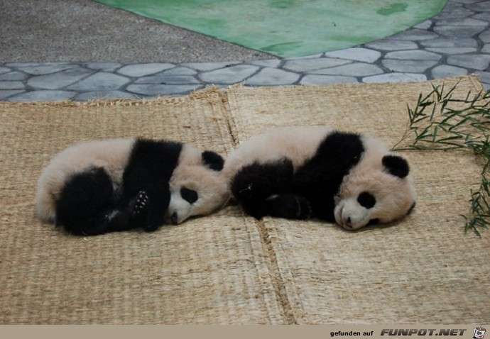 Schoene Tierbilder 9 Schoene Tierbilder 9