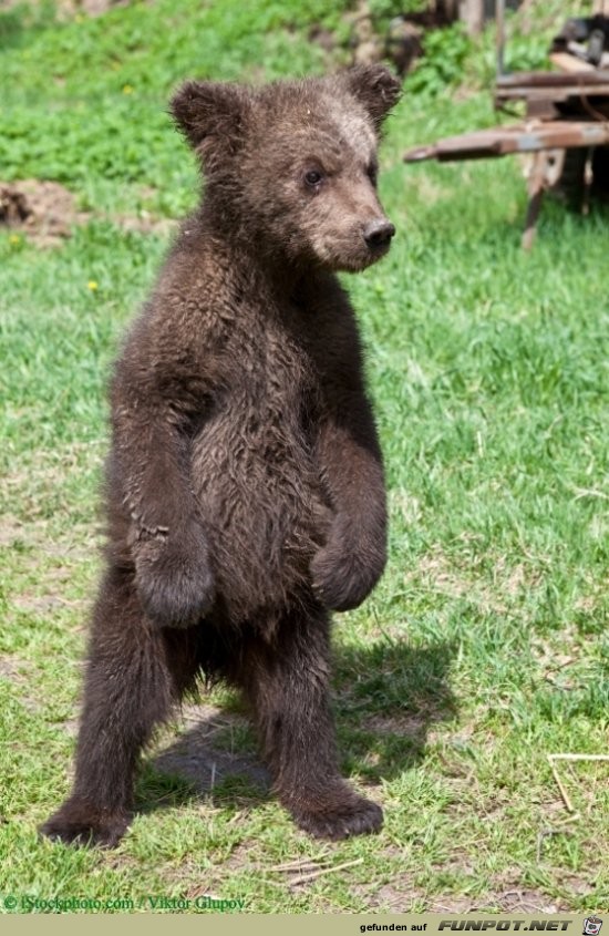 Bär 3 Bär 3