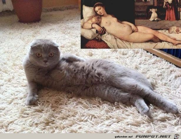 katzenModel katzenModel