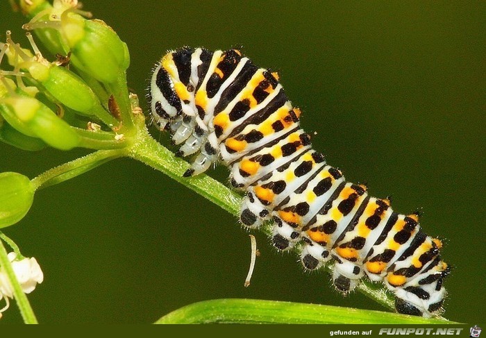 Wow-Bilder! Anschauen und genieen!