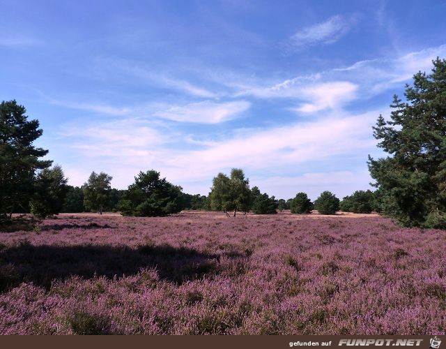 Die Heide blht vor unserer Haustr Region...