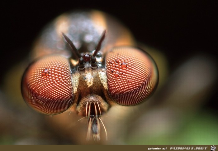 Wow-Bilder! Anschauen und genieen!