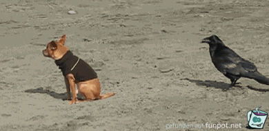crow-bites-dogs-tail crow-bites-dogs-tail