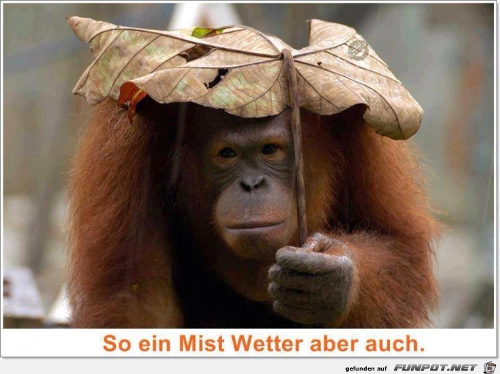 Mist Wetter