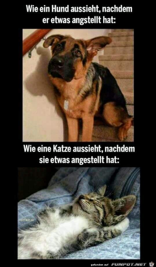 Hund und Katze