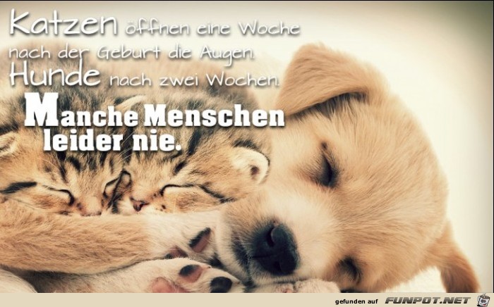 katzen-hunde-menschen