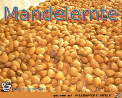 Mandelernte Mandelernte