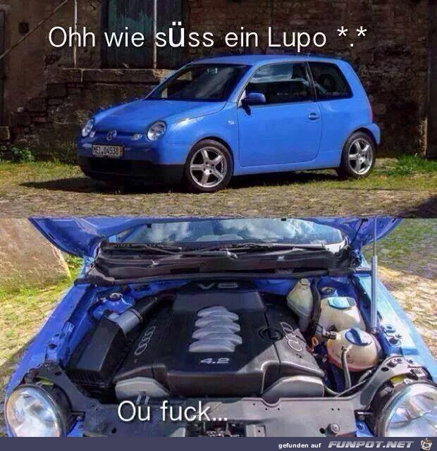 lupo