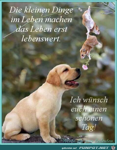 die kleinen dinge die kleinen dinge