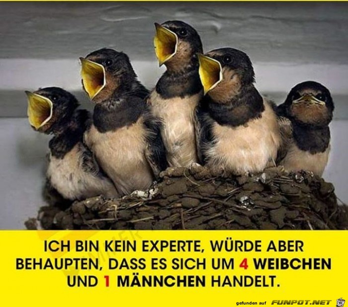 kein experte kein experte