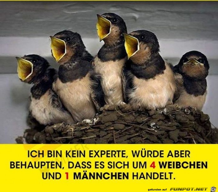 kein experte