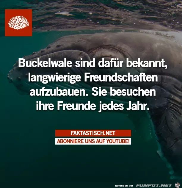 Buckelwale Buckelwale