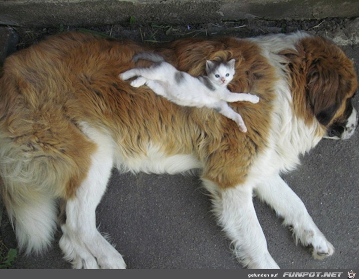 Hunde und Katzen - Tolle Freundschaft!