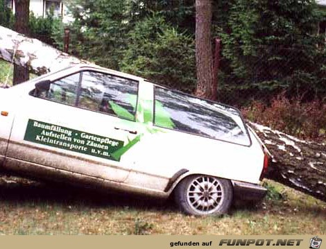 Baumfaellung Baumfaellung