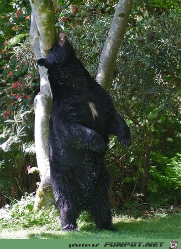 Bren, die in meinen Garten kommen in North...