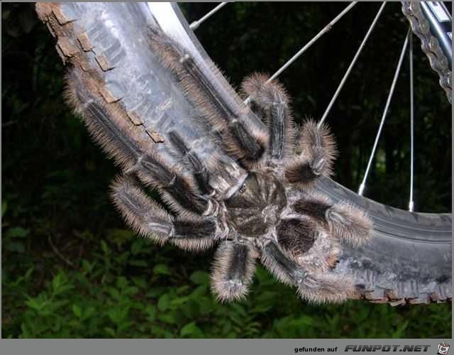 gigantic spider 01 gigantic spider 01