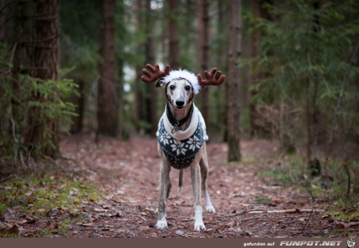 Lustige Weihnachten!