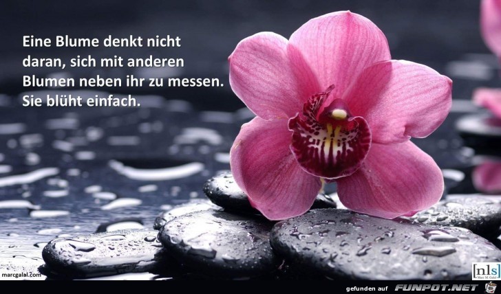 eine Blume