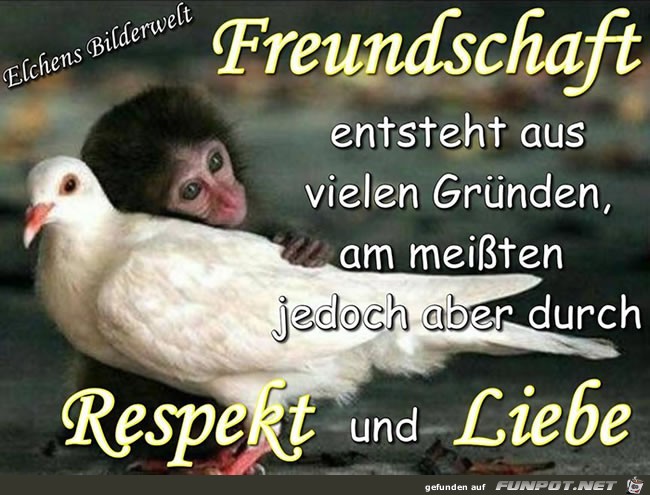 Respekt und Liebe Respekt und Liebe