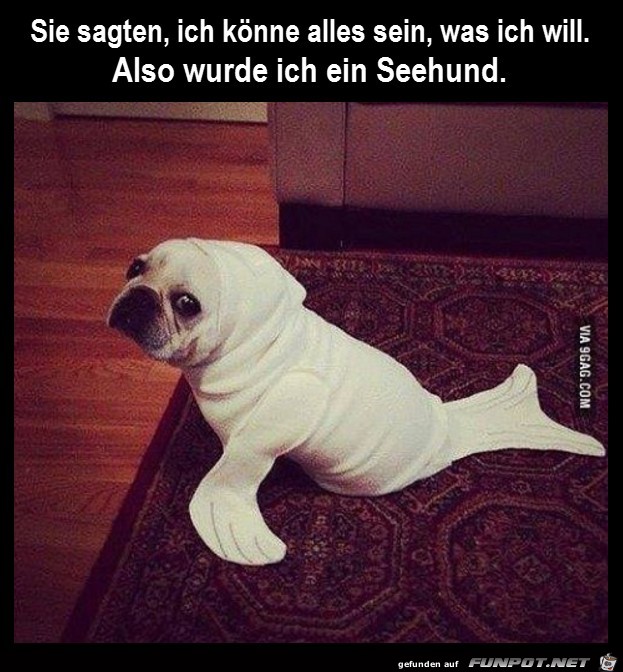 Ein Seehund