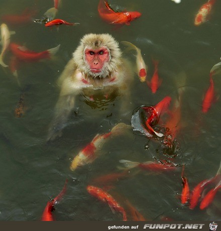 ein Affe im Teich