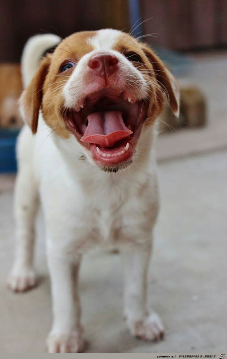 Lachende Hundegesichter 4 Lachende Hundegesichter 4