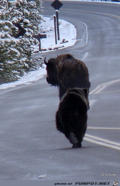 Br vs Bison (16 seltene Fotos) im ...